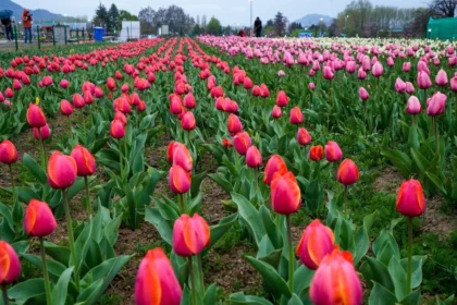 LG Manoj Sinha Orders Reopening of 14 Vital Tourist Spots; A Decisive Step Toward Normalcy