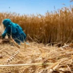 Cabinet Approves Hike in Wheat Minimum Support Price to ₹2,610 Per Quintal for 2027–28 Marketing Season