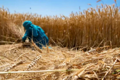 Cabinet Approves Hike in Wheat Minimum Support Price to ₹2,610 Per Quintal for 2027–28 Marketing Season