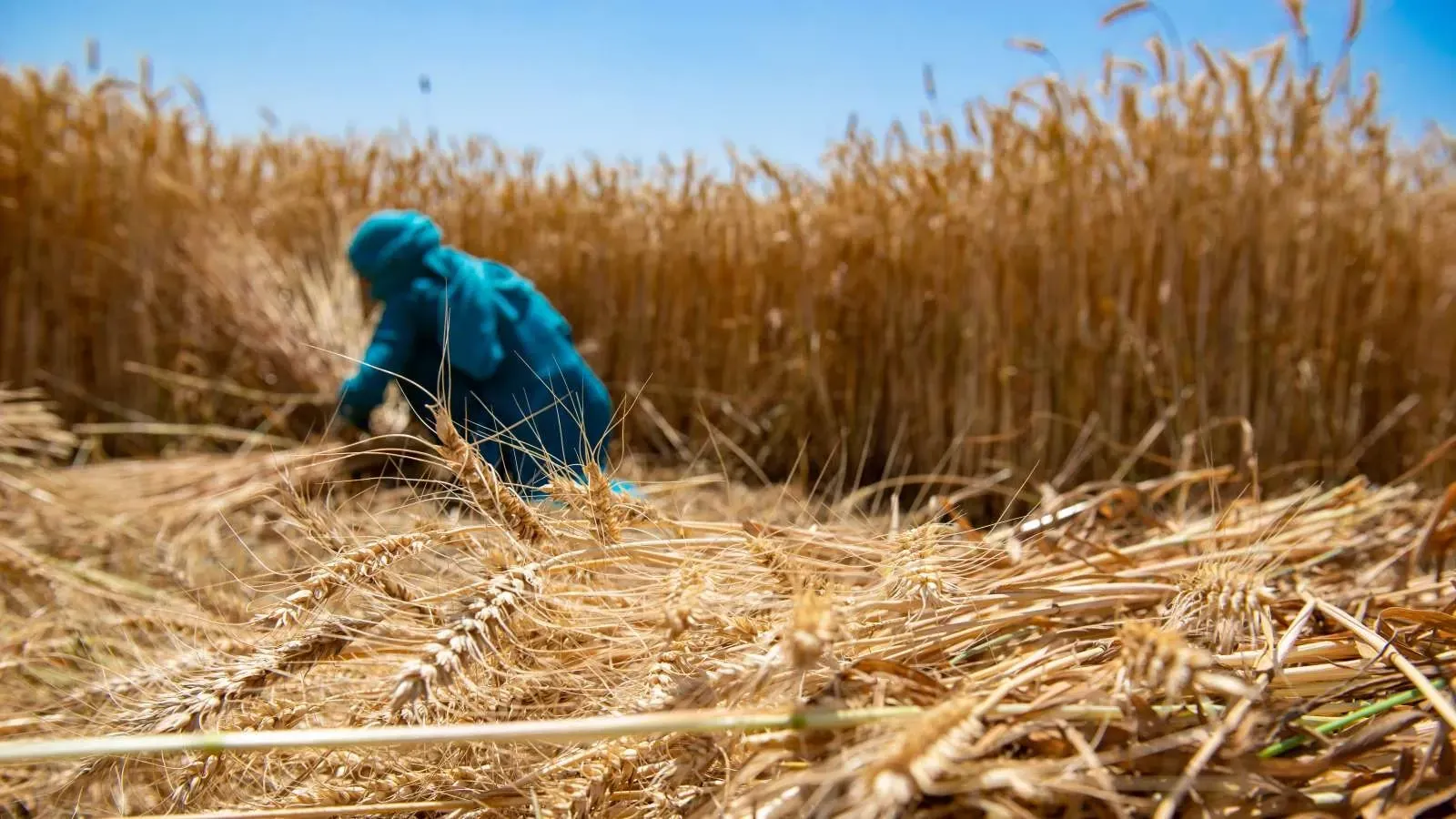 Cabinet Approves Hike in Wheat Minimum Support Price to ₹2,610 Per Quintal for 2027–28 Marketing Season
